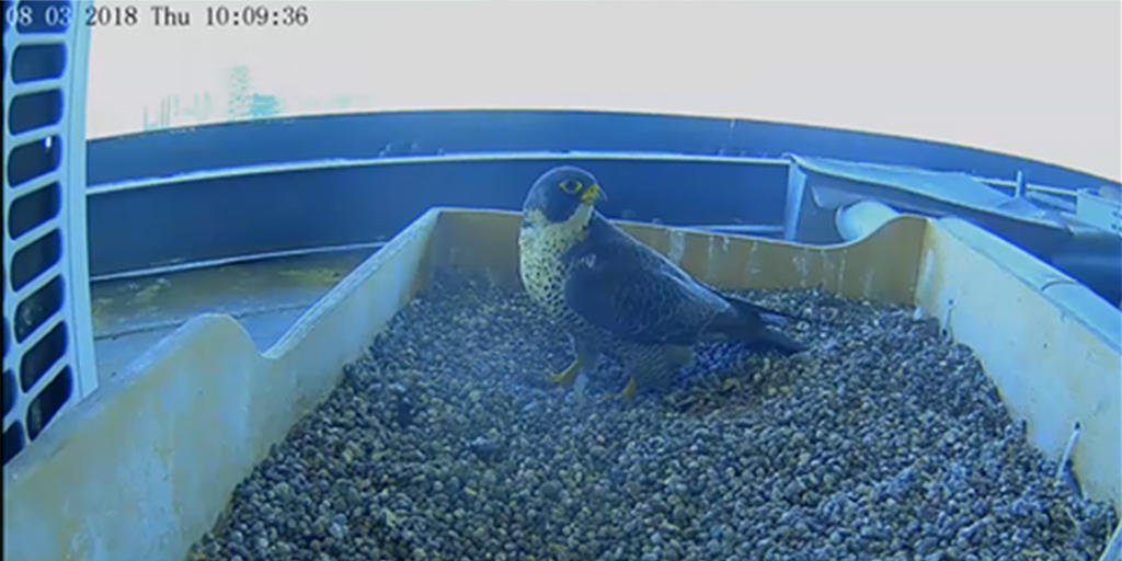 RegLombardia's tweet photo. I #falchipellegrini sono tornati a #PalazzoPirelli! Ecco Giulia questa mattina nel nido.  https://t.co/Dw0dDToayh https://t.co/aEghm8016d