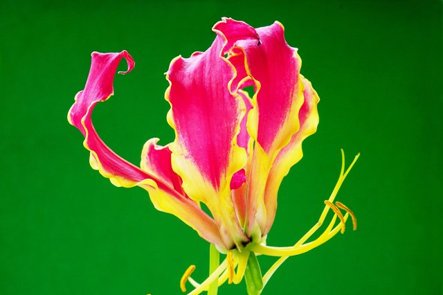 希望の花言葉 A Twitter グロリオサ 花言葉は 栄光 この花言葉は炎のような赤に黄色の縁取りがある冠のような花姿に由来しています