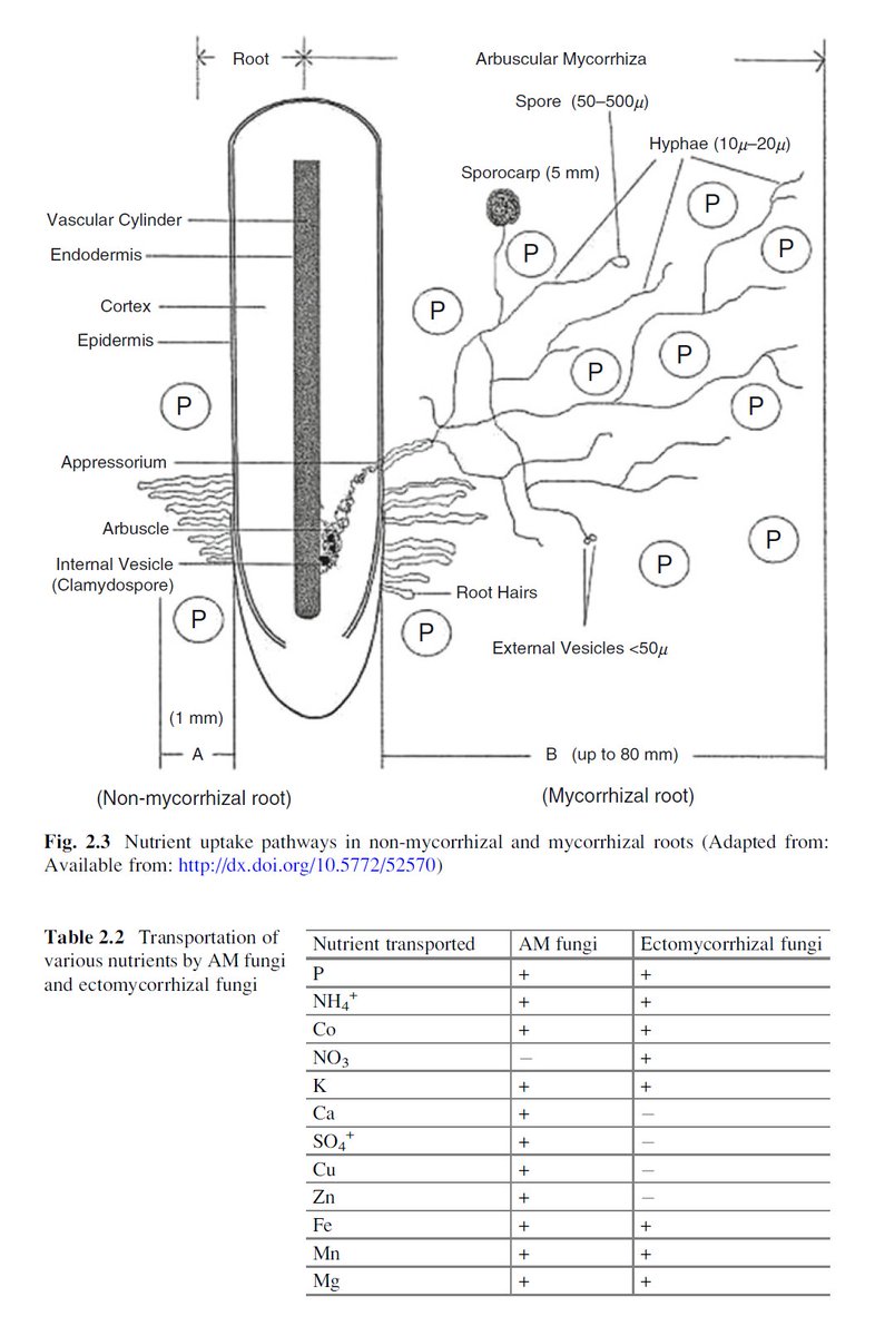 epub dao companion to