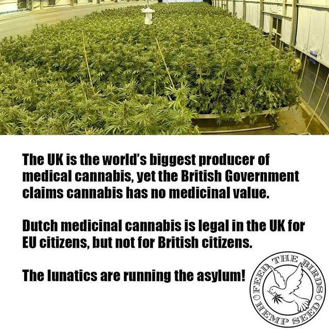 👉 Regrann from @cbdproducts_europe -  Messed Up Government #uk #ukcannabiscommunity #unitedkingdom #producer #producerlife #medicalcannabis #british #government #medicinal #value #dutch #legal #eu #europe #lunatics #running #asylum #medicine #medical… ift.tt/2FqTgoe