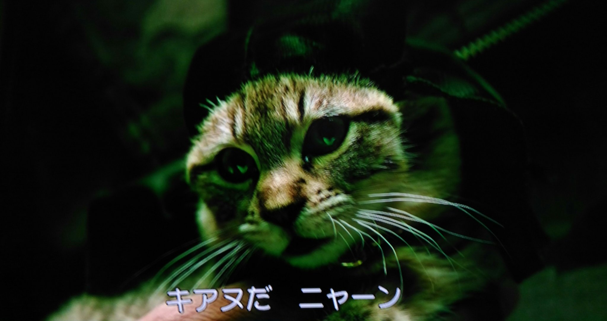 Namax 在 Twitter 上 キアヌって映画のこの字幕いつも笑う 猫 名前はキアヌ の吹き替えキアヌ リーブスでキアヌは猫 の鳴き真似でニャァァァンって言ってるんだけど日本語の字幕にすると キアヌだニャーンになるんだな しゅき キアヌ キアヌリーブス