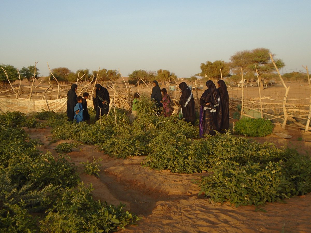 Takrist's tweet photo. 8 mars: chapeau bas aux femmes d'Ibalaghane qui oeuvrent chaque jour �� l'amélioration du quotidien de leur communauté! #internationalwomensday2018 https://t.co/5d7J68cfTc