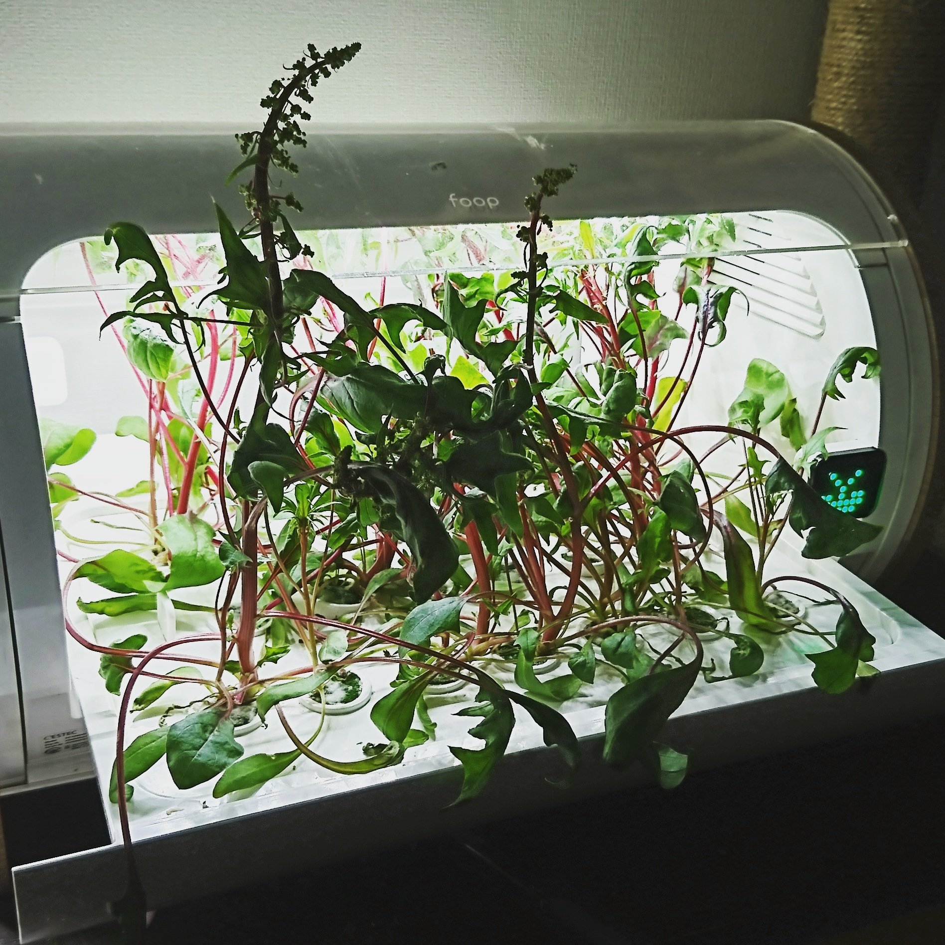 ぷーこ 恐ろしくとうだちして 恐ろしく不味そうなほうれん草 笑 処分して次を植えようと思いつつ 忙しくて今日も放置 水耕栽培 ほうれん草 水耕栽培器 Foop 家庭菜園 野菜栽培 T Co Zrgq513vx2 Twitter