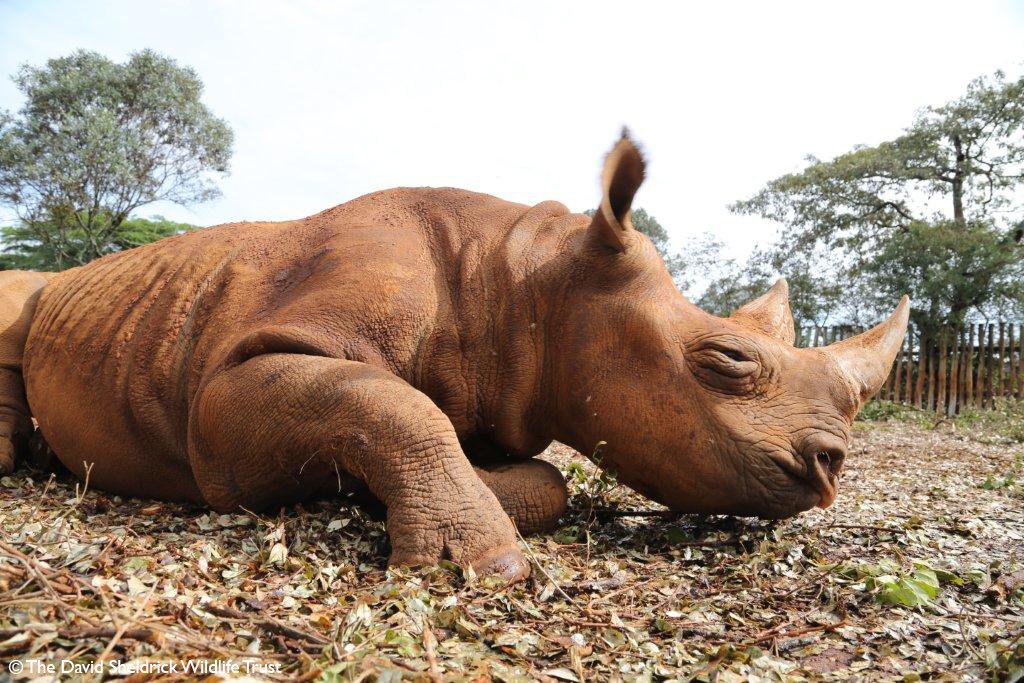 Born blind, black rhino Maxwell was likely abandoned by his mum &amp; was found by our Keepers walking about aimlessly. He is the only orphan in our care whose condition means he can’t be released &amp; instead, has a forever home at our Nursery. Read his story: thedswt.org/maxwell