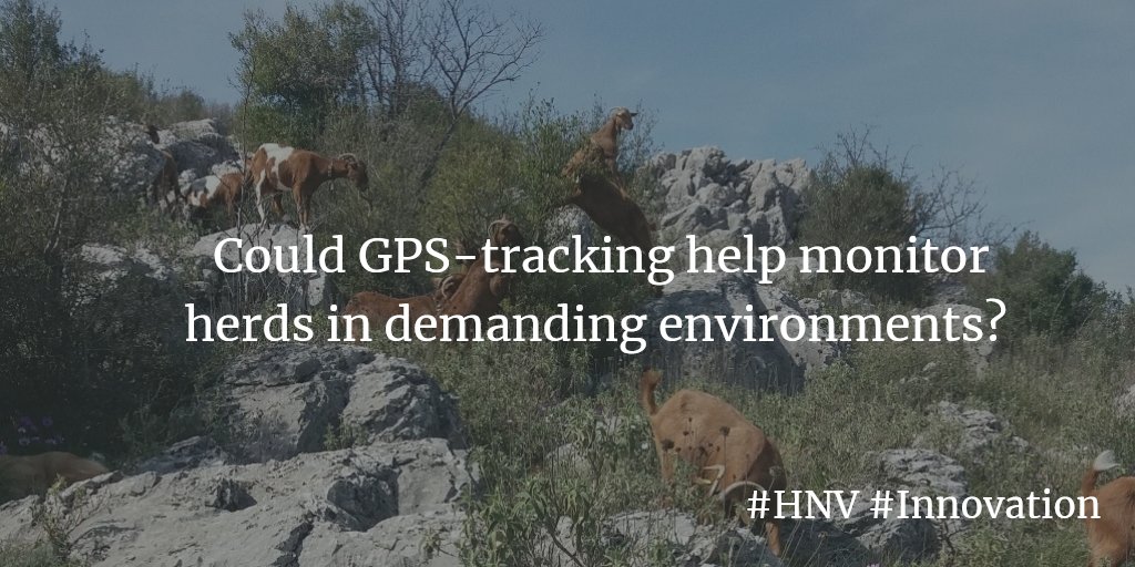 HNVLink's tweet photo. #GPS tracking is an #HNVfarming #innovation used in @HNVlink's #LearningArea in #Thessaly #Greece to monitor herds across the challenging terrain.
More: https://t.co/E1YCmNJWUu
#HNVmatters https://t.co/ixXxND3oJl