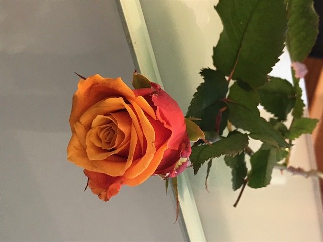 ourjob2's tweet photo. For the International Women's Day (8 March), Mix City has offered roses to every man and woman in Brussels HQ to highlight the importance of gender equality! #CSR #MixCity #ourjob2 https://t.co/1LhbuL8CXf