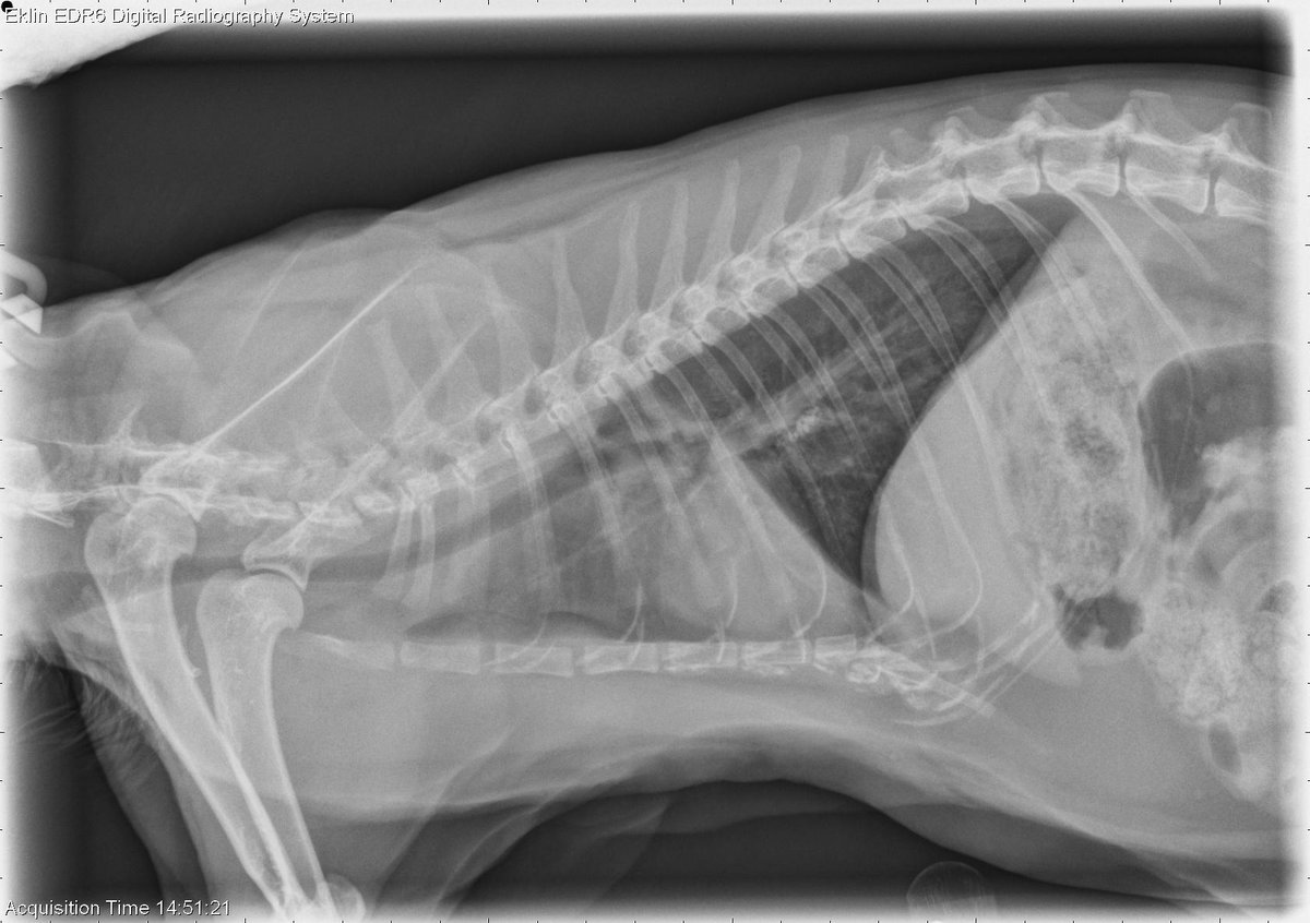 vetlucent's tweet photo. 9 year old Siamese: This week’s case is a 9-year-old female neutered Siamese cat with chronic, progressive cough of 1-year duration. What is the cause of the increased opacity in the right hemithorax? fat mass effusion atelectasis Submit your answer in… https://t.co/zq26sTe5tp https://t.co/evesv3qiIs