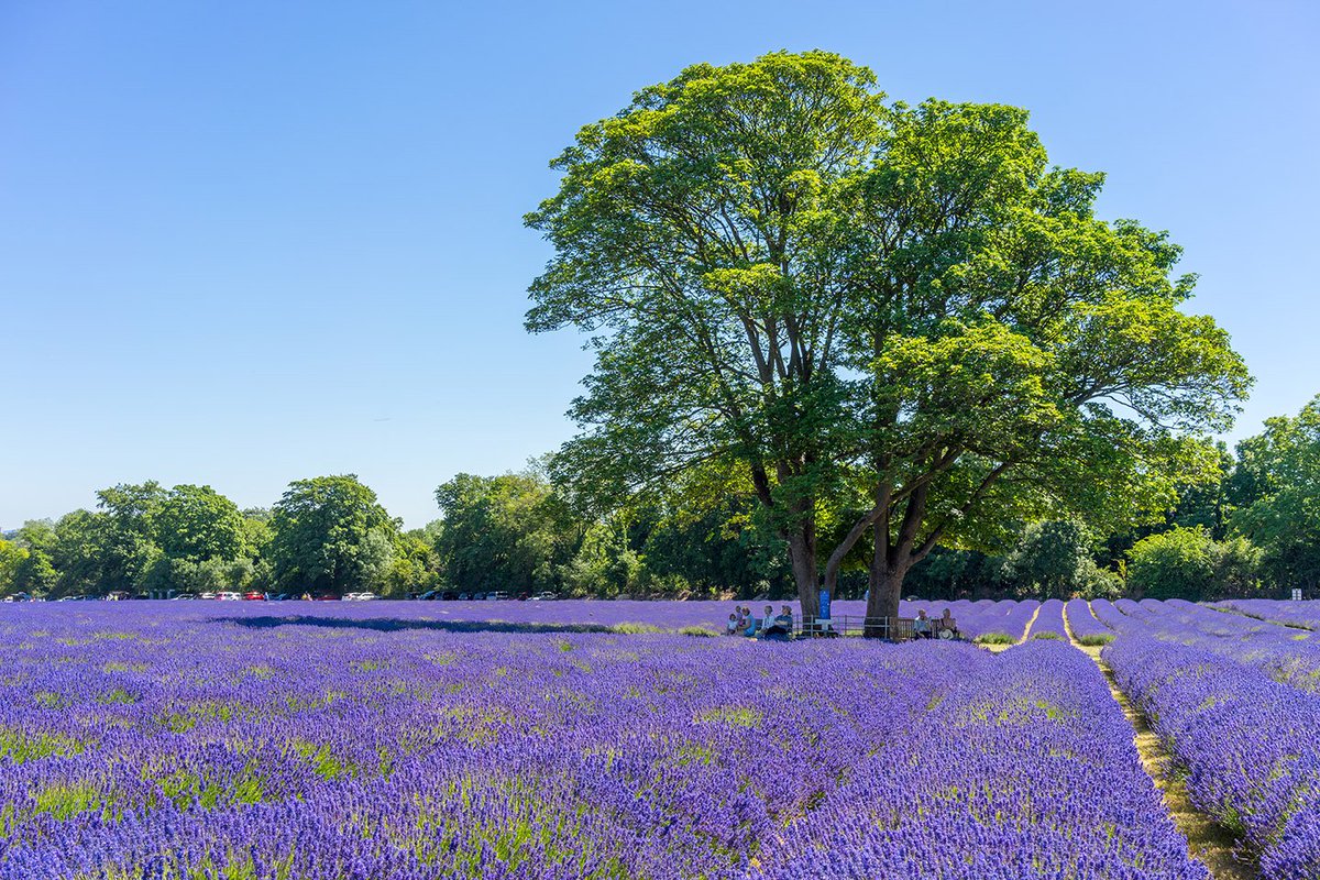 Looking to explore a new area? Read our spotlight guide on Banstead in Surrey ow.ly/IkJQ30iC2MA