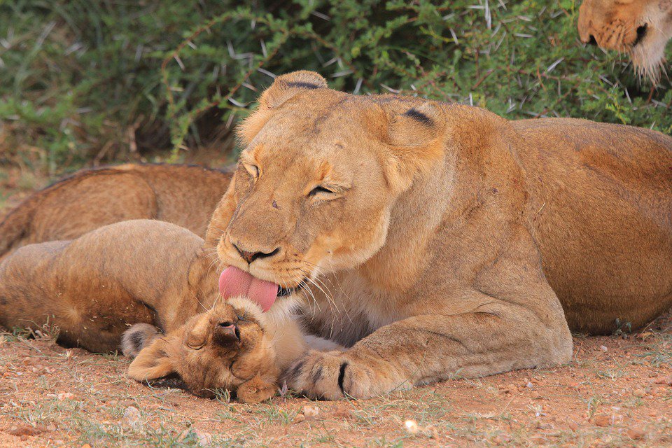 IvaNammanda's tweet photo. #HappyWomensDay from the #WildCats family.
Female lions (Lionesses) do most of the hunting,  they are nocturnal enabling them to hunt at night esp in a team which makes it easier for them to get their prey.
#internationalwomensday2018 #VisitUganda #Lionesses #FemalesInYourFamily https://t.co/PAo9HVigxT