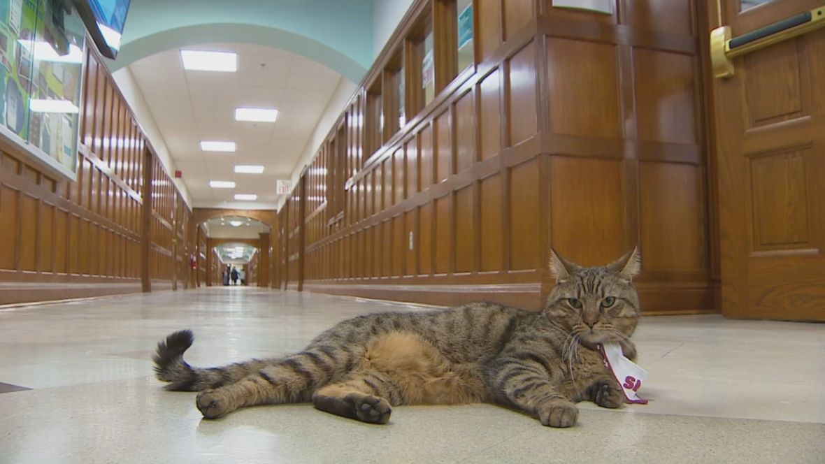 CBCNews's tweet photo. Carlton the campus cat gives Saint Mary's University the warm fuzzies https://t.co/Eyk0Gcj2jH https://t.co/ORQSUD0cab