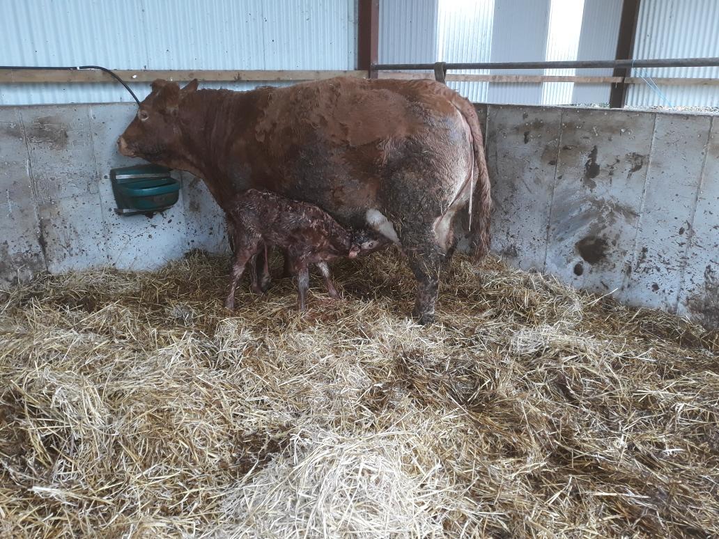 cppac's tweet image. Out of the oven 15 mins and straight in for breakfast.