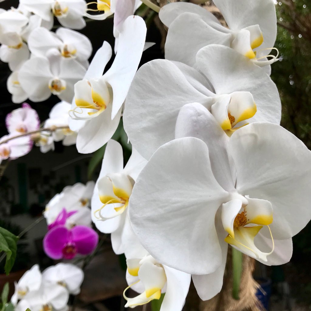 MinasMiami's tweet image. All our orchids are blooming &amp;amp; the patio is seriously a breathtaking, enchanted garden [even if it’s a rainy day in Miami] #nofilter