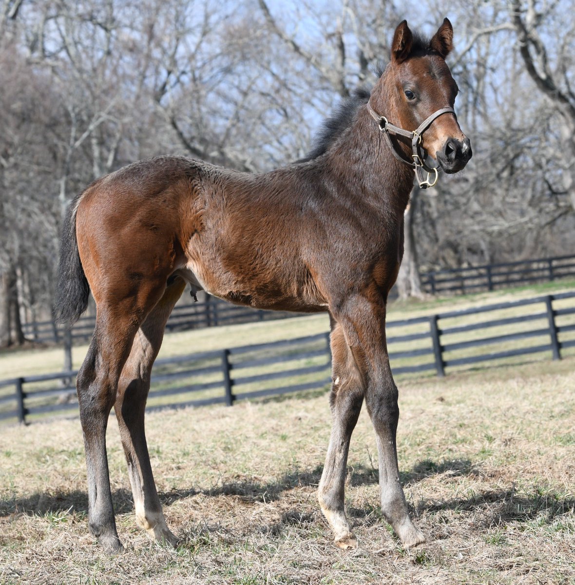TMStallions's tweet photo. Receiving lots of positive feedback from breeders on their Not This Time foals. This colt is out of a More Than Ready mare and already looks fast! https://t.co/InOdFCxe0j