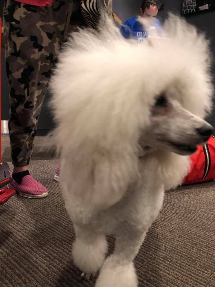 sweethoneychi's tweet photo. @DanielaForshaw @AlanCarr was lovely to meet you darling 🐾 https://t.co/SkmoQb8nAj