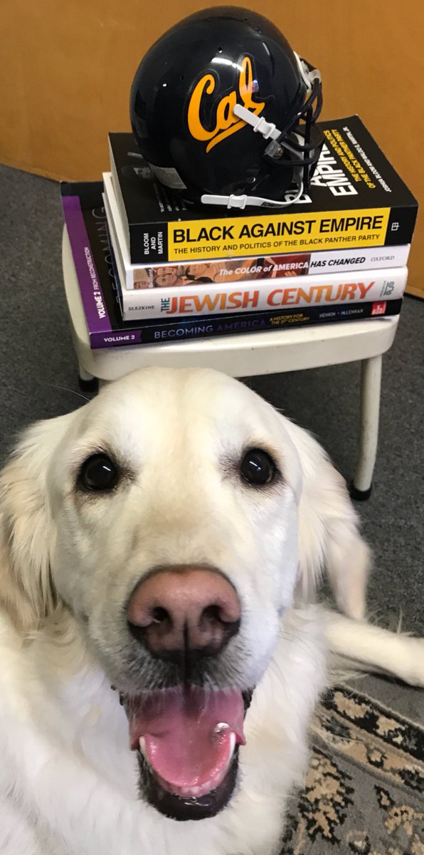 UCBHistory's tweet photo. She may be a #GoldenRetriever instead of a  #GoldenBear, but #PawfessorAppa’s desk is proof of her #Cal pride. Throw her a bone and support #BerkeleyHistory today for #CalBigGive! https://t.co/BZb5MIWHlH https://t.co/WEdCVsHERO