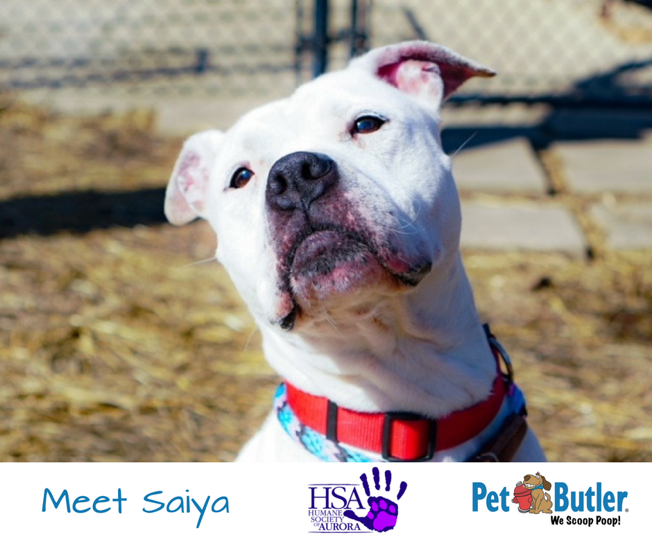 PoopFreeYard's tweet photo. Tune in to our Facebook Live TODAY at noon to meet Saiya from Humane Society of Aurora! 🐶 We're helping Saiya find her fur-ever home! 🏠❤️ https://t.co/7Qj7Opa2wN #AdoptDontShop https://t.co/AttdlUsauc