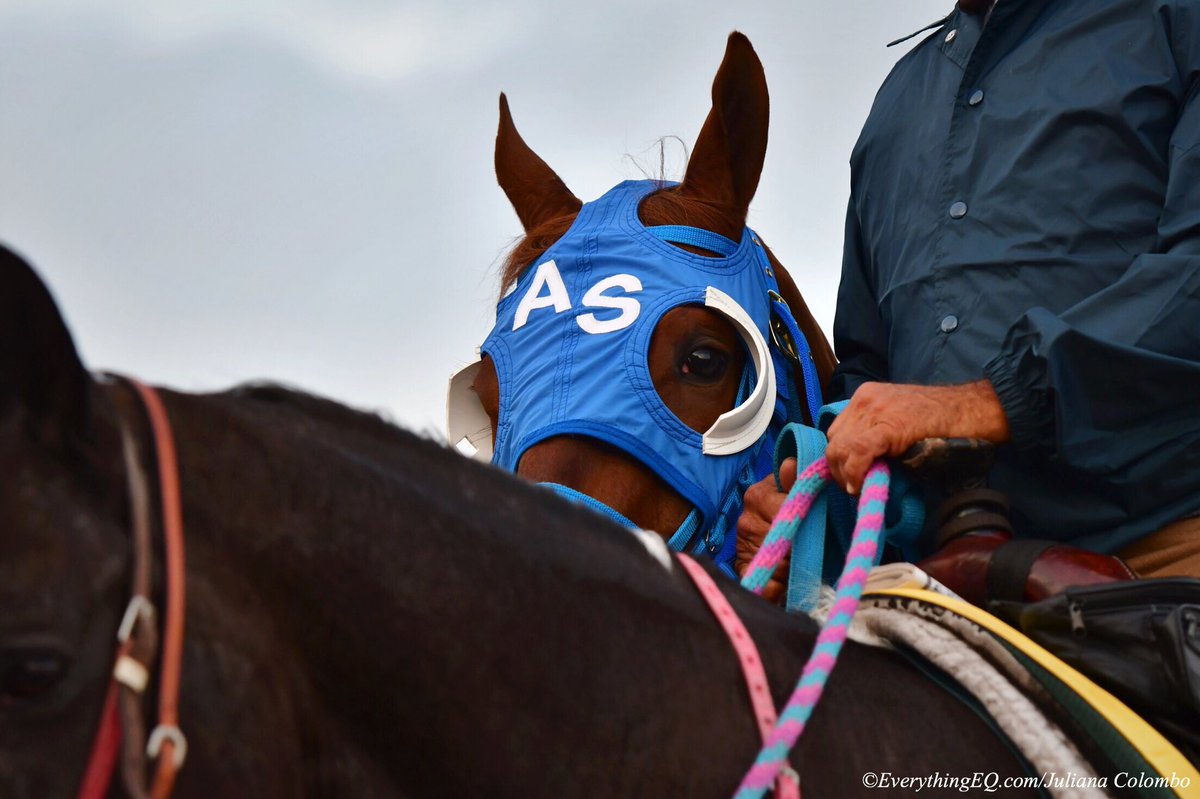 julianacolomboo's tweet image. I made it in another issue of @BloodHorse!! I’m so thankful and excited #Gunnevera