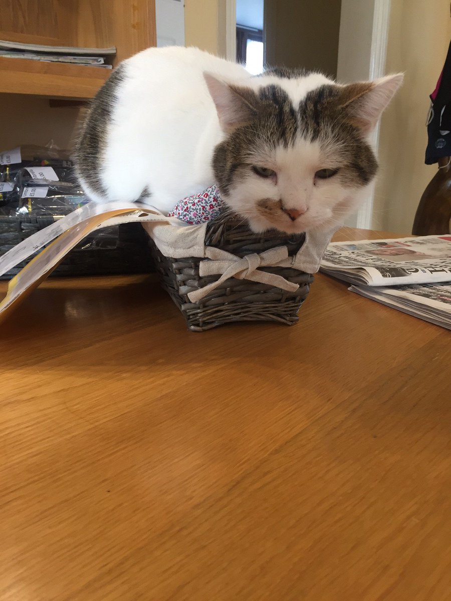 Hapimag_UK's tweet photo. Think the resort cat Bob may be abit too big for this basket.... https://t.co/MLzo2zFasR