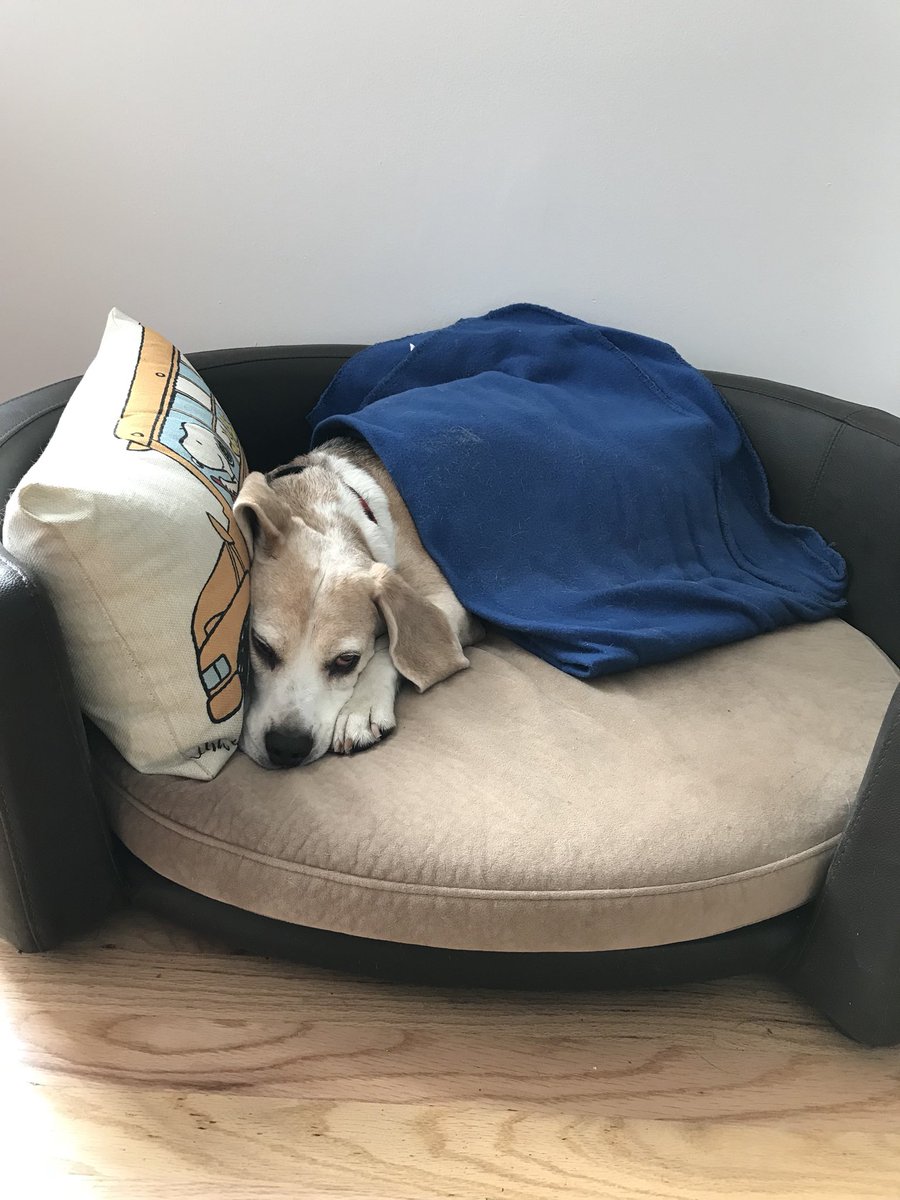 Shhhh. It's post walk nap time. 💤