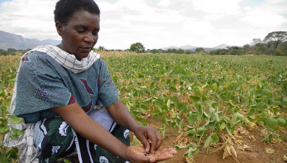 Why focus on gender and agriculture?
 scidev.net/sub-saharan-af…  #InternationalWomensDay