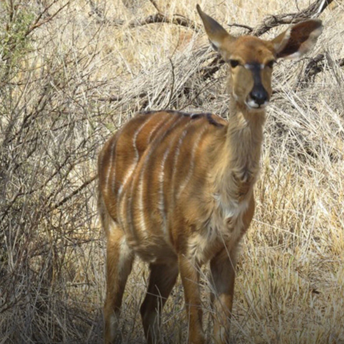 PRGameBreeding's tweet image. #happyinternationalwomensday from all of us ... to all of “Ewe” 😊