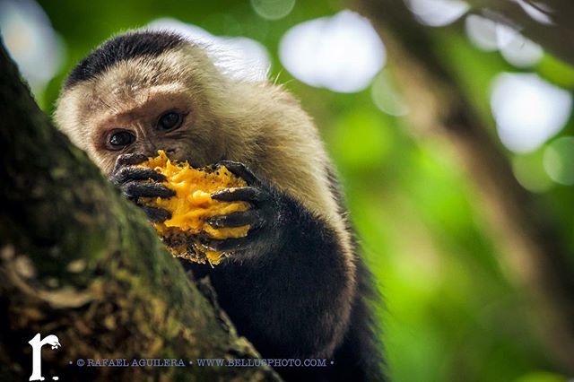 bellusphoto's tweet photo. My precious #lotr #girrafael #costarica #limon #capuchinmonkey #monkey #BellusPhoto.com #photography #canon #justbringit #5dmarkii #rainforest https://t.co/wKJQiTq2nI https://t.co/klhu83eJXq