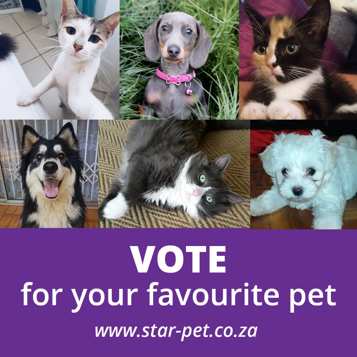 Absolute Pets tweet media