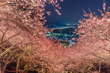 松田桜まつりの見頃はいつからいつまで 現在の開花状況と満開時期 日本全国のお祭り 花火大会 花見スポットを解説するブログ