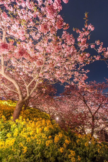 まつだ桜まつり混雑と駐車場情報 ライトアップの時間も確認 生活ハック 知りたい泉
