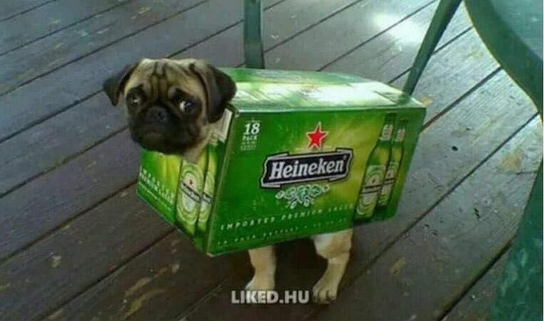 The wife said” here’s £20, get the dog a warm jacket, if there’s any money left’ get yourself a beer.