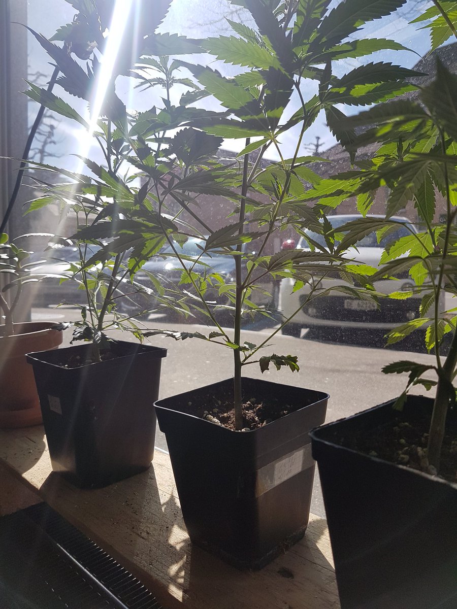 HempbarCH tweet picture