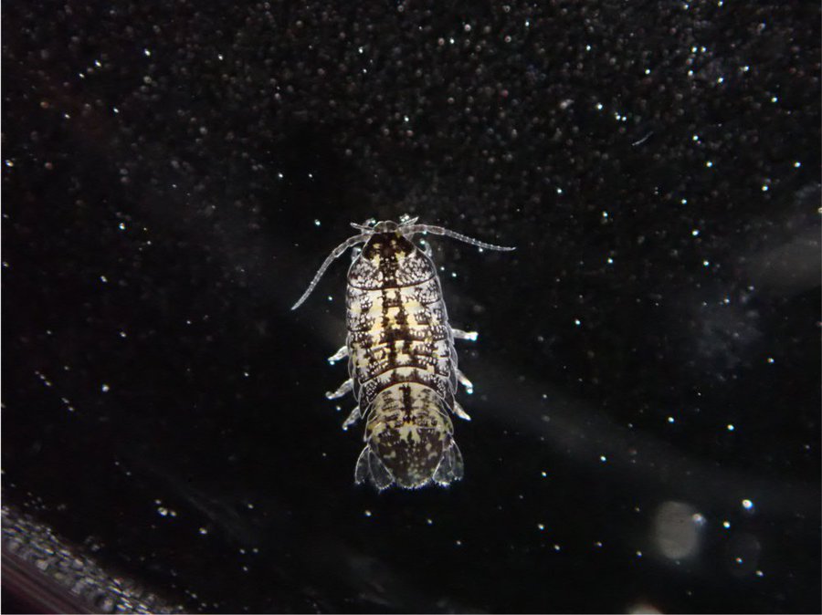 ミナミヌマエビの寄生虫の駆除対策方法について 熱帯魚 淡水魚 海水魚の図鑑