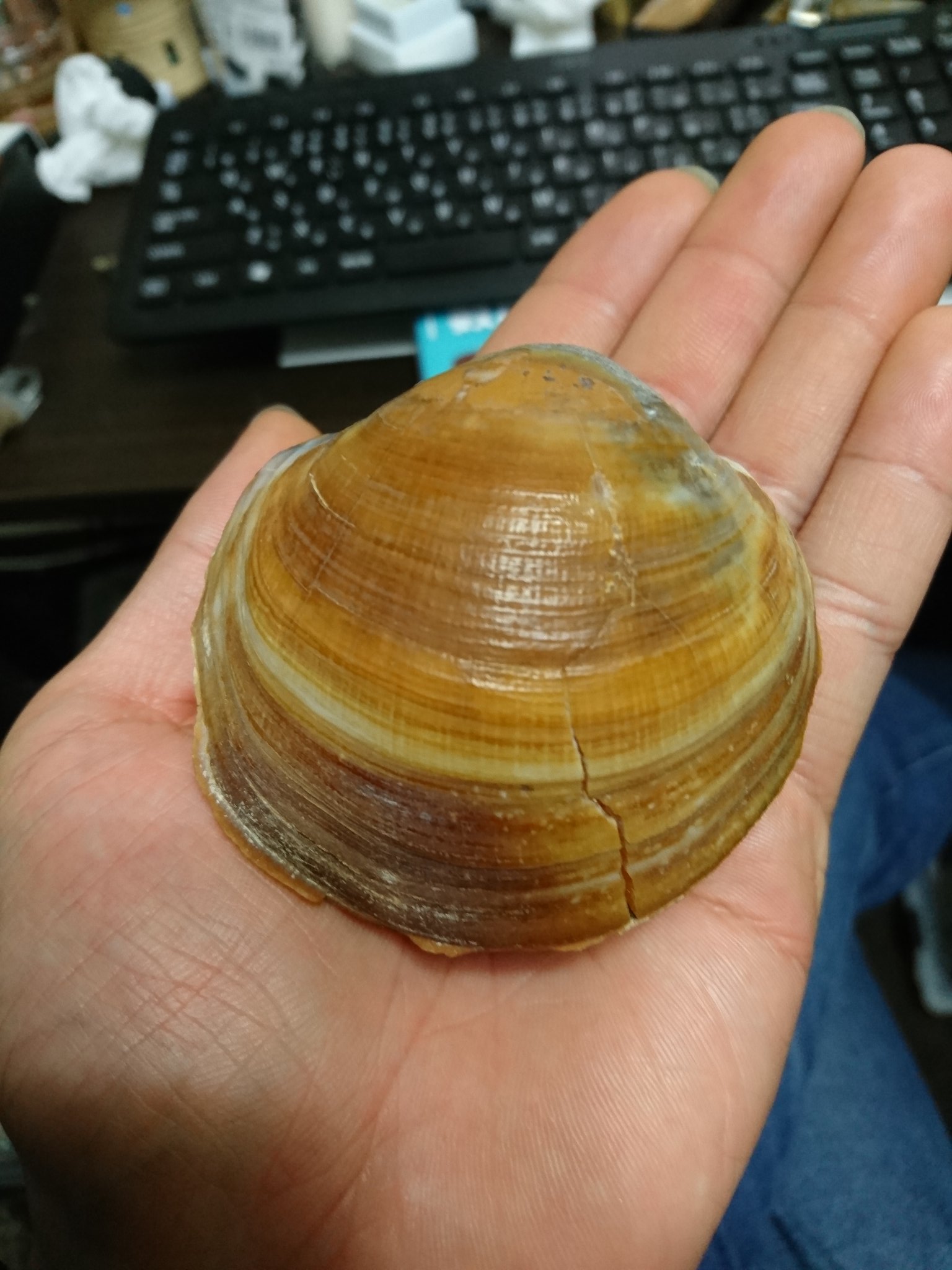 イセシラガイ　化石 ３個セット　 広島市中区八丁堀 イセシラガイ 化石 方解石 置換化石 広島市中区八丁堀 - メルカリ