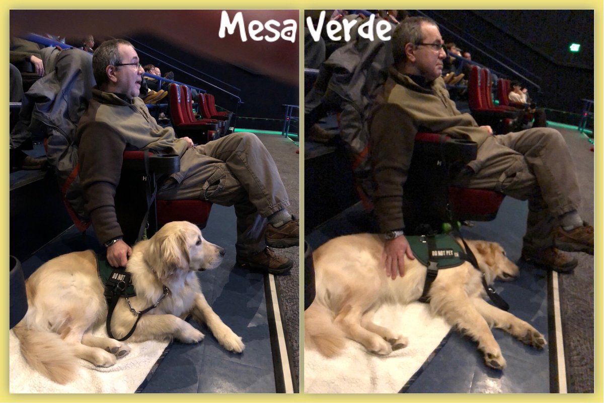 ECADServiceDogs's tweet photo. As part of her training to become an #ECADServiceDog Mesa Verde got to go to the movies with her advanced #HomeHandler.  Looks like the movie only kept her interest for a little while. ;)   #SDiT #NationalParks https://t.co/fuSqUjXmzO