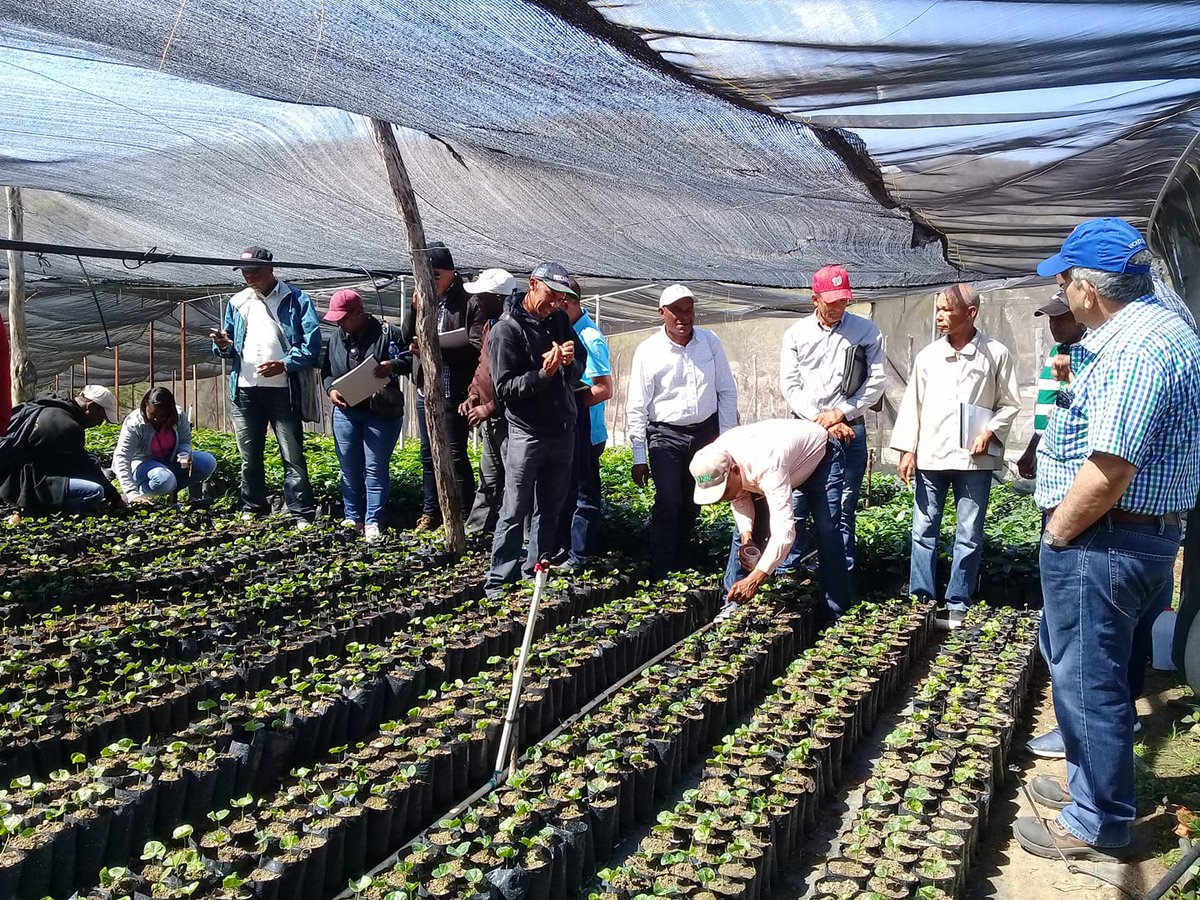 CONIAF_RD's tweet photo. Prácticas para la producción de plantas de café en vivero, de nuestro Curso-Taller "Desarrollo de la Producción Sostenible del Cultivo de Cafe"
#Coniafcapacita #sanjuandelamaguana #coniaf #cafe #cursotaller https://t.co/mGs7giNU5k
