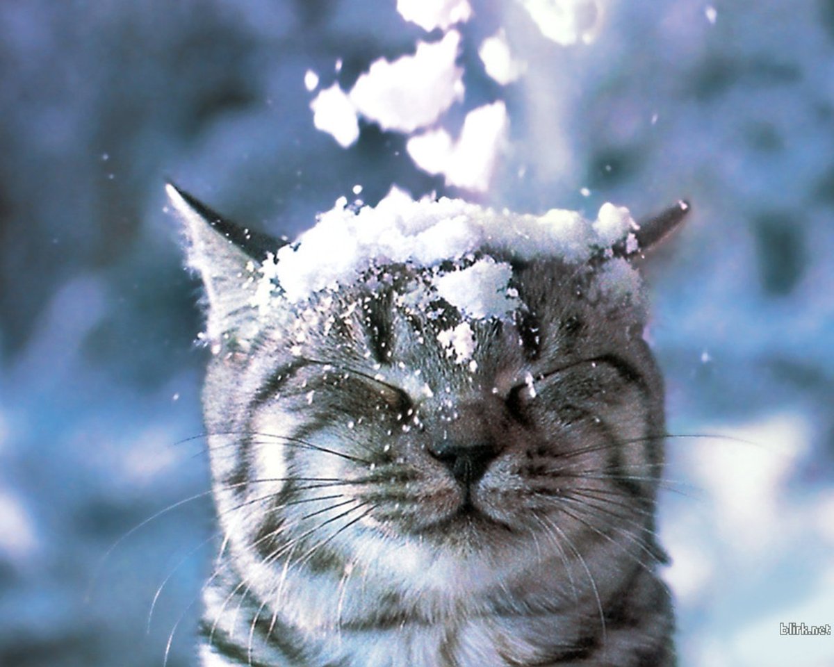 FramPub's tweet photo. Both libraries are closed today, Thursday March 8th, due to the snowstorm. We will reopen tomorrow morning at the usual time.
Please stay safe and warm everyone!
#cityofframingham #framinghampubliclibrary #mcauliffelibrary #snow #snowclosing #snowstorm https://t.co/kdcZHVVam9