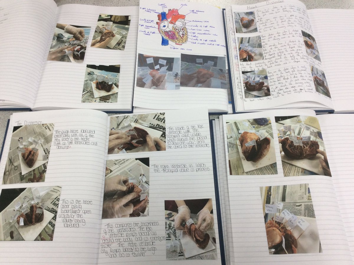 MsHazell1's tweet photo. Year 12 students learning about the structure and function of the chambers, blood vessels &amp; valves of the heart. https://t.co/JFeWvtIpbC