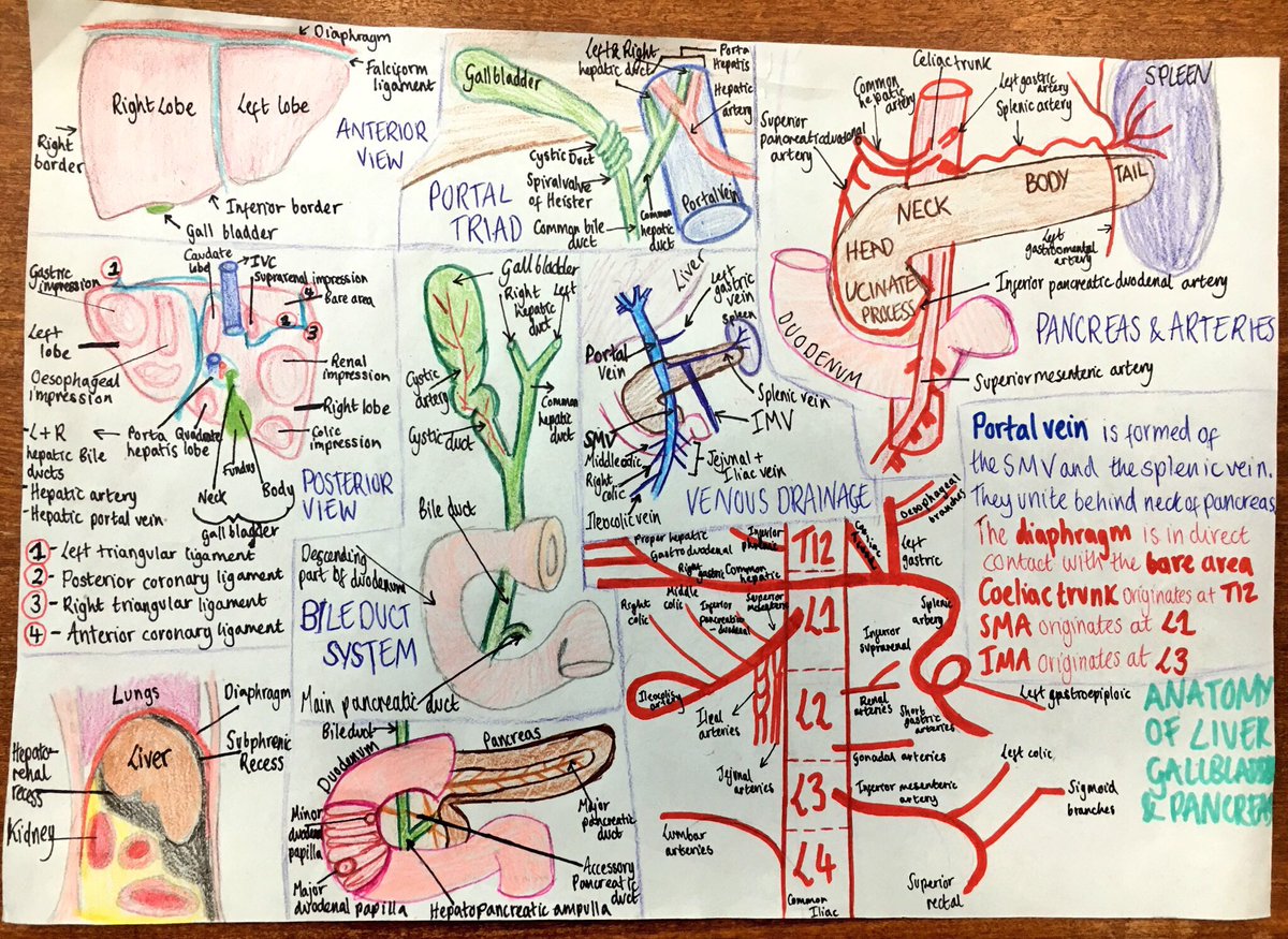 I’m definitely not an artist but here’s my attempt at #OnePageAnatomy for #NCLMed1