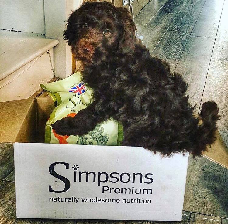 simpsons sensitive puppy