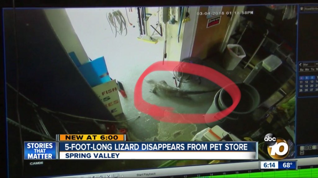 JasonFox29's tweet photo. No plans to evacuate areas of Spring Valley this morning due to the tense situation with meat-eating #Bubbles. Also no reward yet offered for his capture. Again he’s nice, but don’t approach him. #FindBubbles https://t.co/sW8xuTIv77