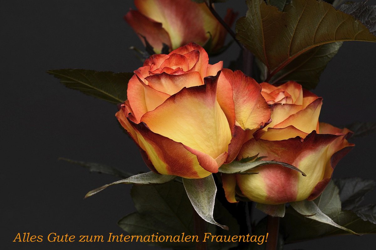 PanoramabarFFM's tweet photo. #Frauentag #WomansDay https://t.co/7KeBssESOy