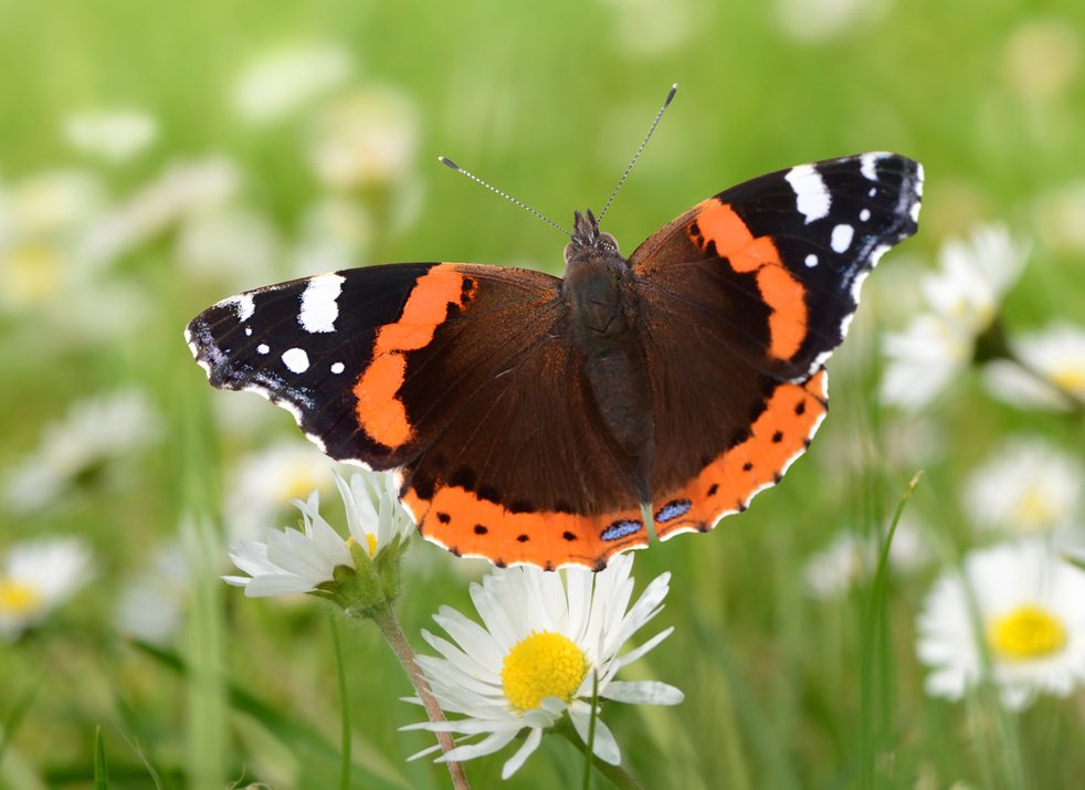Biodiville's tweet photo. [Ressources] + de biodiversité pour mon quartier !
Des fiches #ressources téléchargeables gratuitement pour accompagner des #jeunes dans la découverte et la préservation de la #biodiversité locale 
https://t.co/hac7gtEB2E https://t.co/t1CxWuTavf