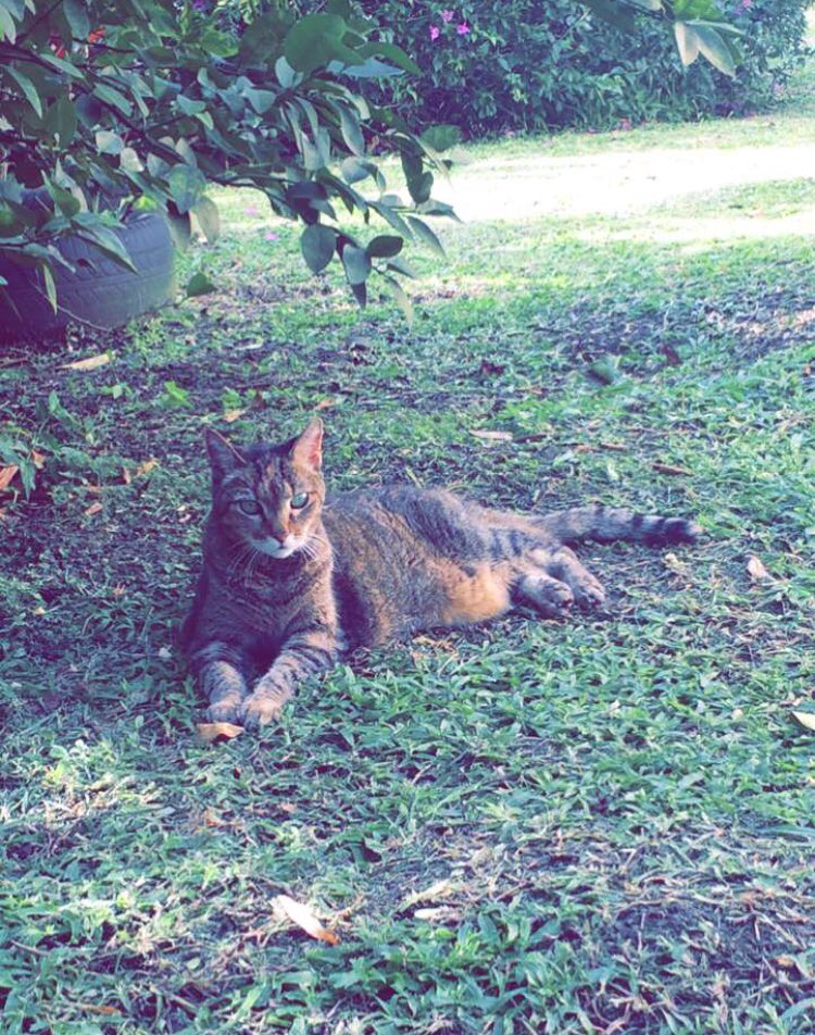 HoperTheMoper's tweet photo. Taking it easy today, it’s hard being a 17yo senior kitty https://t.co/ldWEE1ziKs