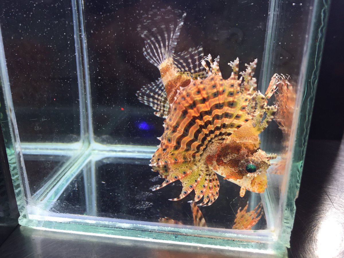 アミーゴ姫路飾磨店 入荷情報 海水魚 º º タケダのオススメ ヒメヤマノカミ スズキ目フサカサゴ科ヒメヤマノカミ属 ヒレに毒があります気おつけて 9cmと小型なので混泳できるかと思いきや 肉食です アミーゴ姫路飾磨店 アミーゴ姫路飾磨店 入荷情報 海水魚 º º タケダのオススメ ヒメヤマノカミ スズキ目フサカサゴ科ヒメヤマノカミ属 ヒレに毒があります気おつけて 9cmと小型なので混泳できるかと思いきや 肉食です アミーゴ姫路飾磨店