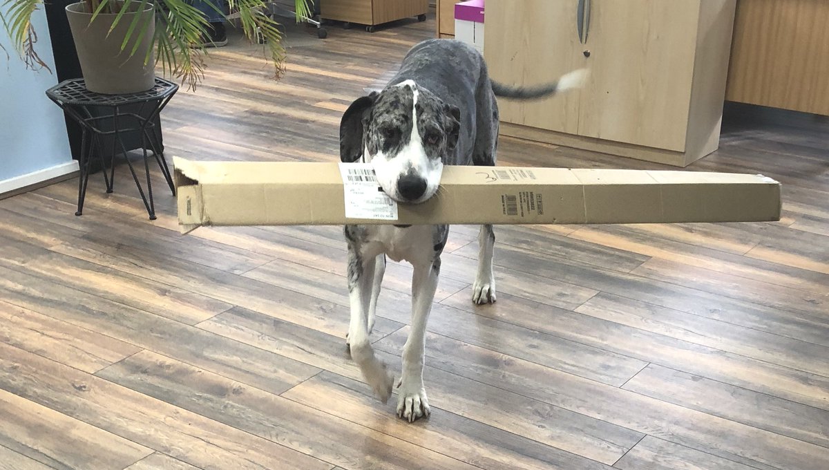 It's another busy day for orders and deliveries today! We're so busy even Darcie has offered to help out! #fastdelivery #orings #seals