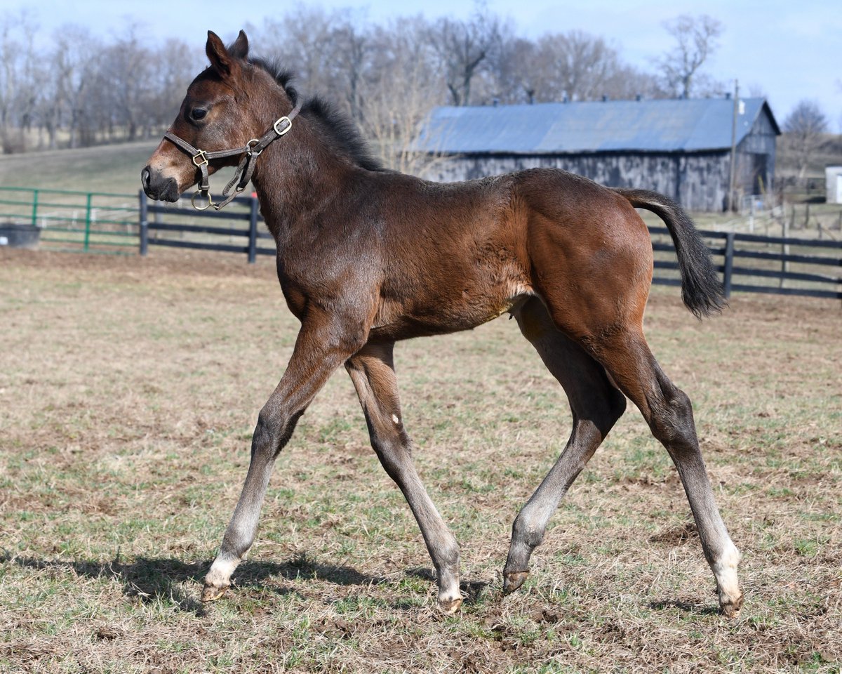 TMStallions's tweet photo. Receiving lots of positive feedback from breeders on their Not This Time foals. This colt is out of a More Than Ready mare and already looks fast! https://t.co/InOdFCxe0j