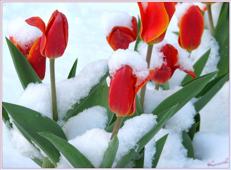krayfermru's tweet photo. С праздником Вас, милые дамы !
Желаем счастья и любви,
Они дороже всех подарков.
И пусть сбываются мечты
В прекрасный день-8 МАРТА !
#8_марта #С_праздником #Москва #цветы #подарки #конфеты #любовь #InternationalWomensDayПРЯМОЙ ЭФИР
International Women's Day 2018
#ВамЛюбимые https://t.co/k8CRKZzUoA
