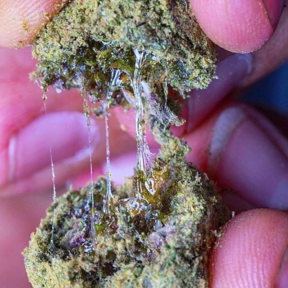 Weedw94's tweet photo. #420 #cannabis #ganja #highlife #stoner #kush #weednation #Dabs #blunts #buymarijuana #hightimes #Thc #stoner nation #marijuana #smoke weed #weed nation #Buy marijuana #kush #smokeweed #stayhighlivehigh #OG kush #moon rocks #sourdiesel #purplehaze #bud #i love weed# https://t.co/zu3gCeoSQ9