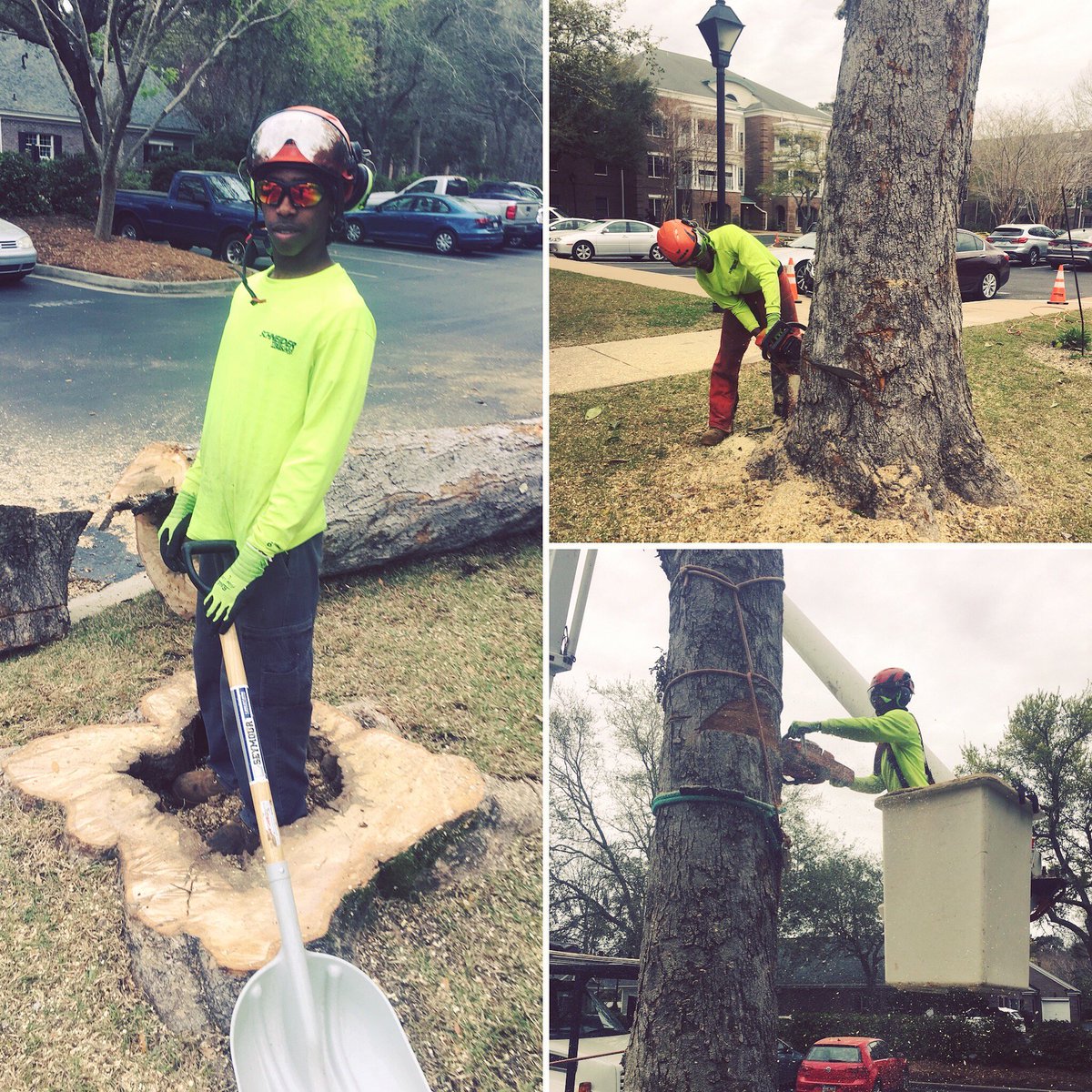 Recent high school graduate Marvonte Marshall completed his first large-scale removal completely rigging this tree without damage. We are proud of his accomplishments and growth in the last year! #growth #progress #dedication #CharlestonSC