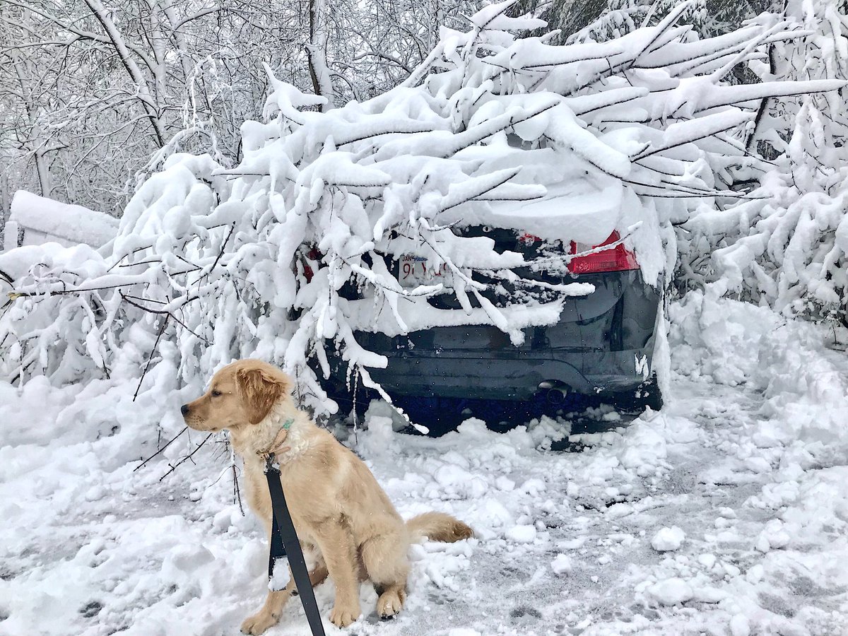 KathConroy_'s tweet photo. Some of us (Neely) have enjoyed #WinterStormQuinn more than others (my car). https://t.co/LmqSKiYZiZ